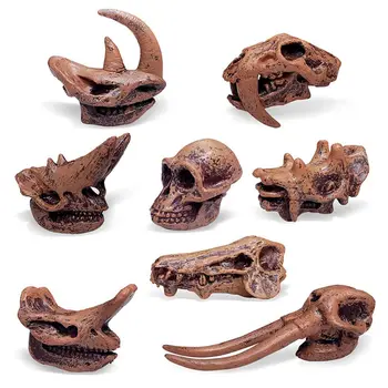 ילדים קוגניציה צעצוע חינוכי למידה מוקדמת בעלי חיים מאובנים מודל ארכיאולוגי יונקים הגולגולת צלמיות פרה-היסטורי